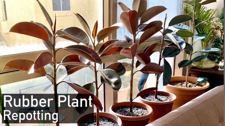 Rubber Plant Repotting: When and How to Do It