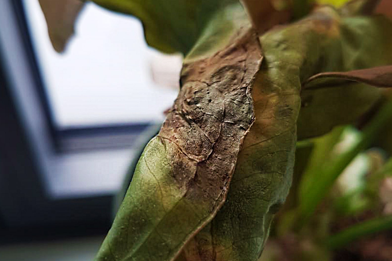 Rubber Plant Stem Turning Brown: Causes & Fixes