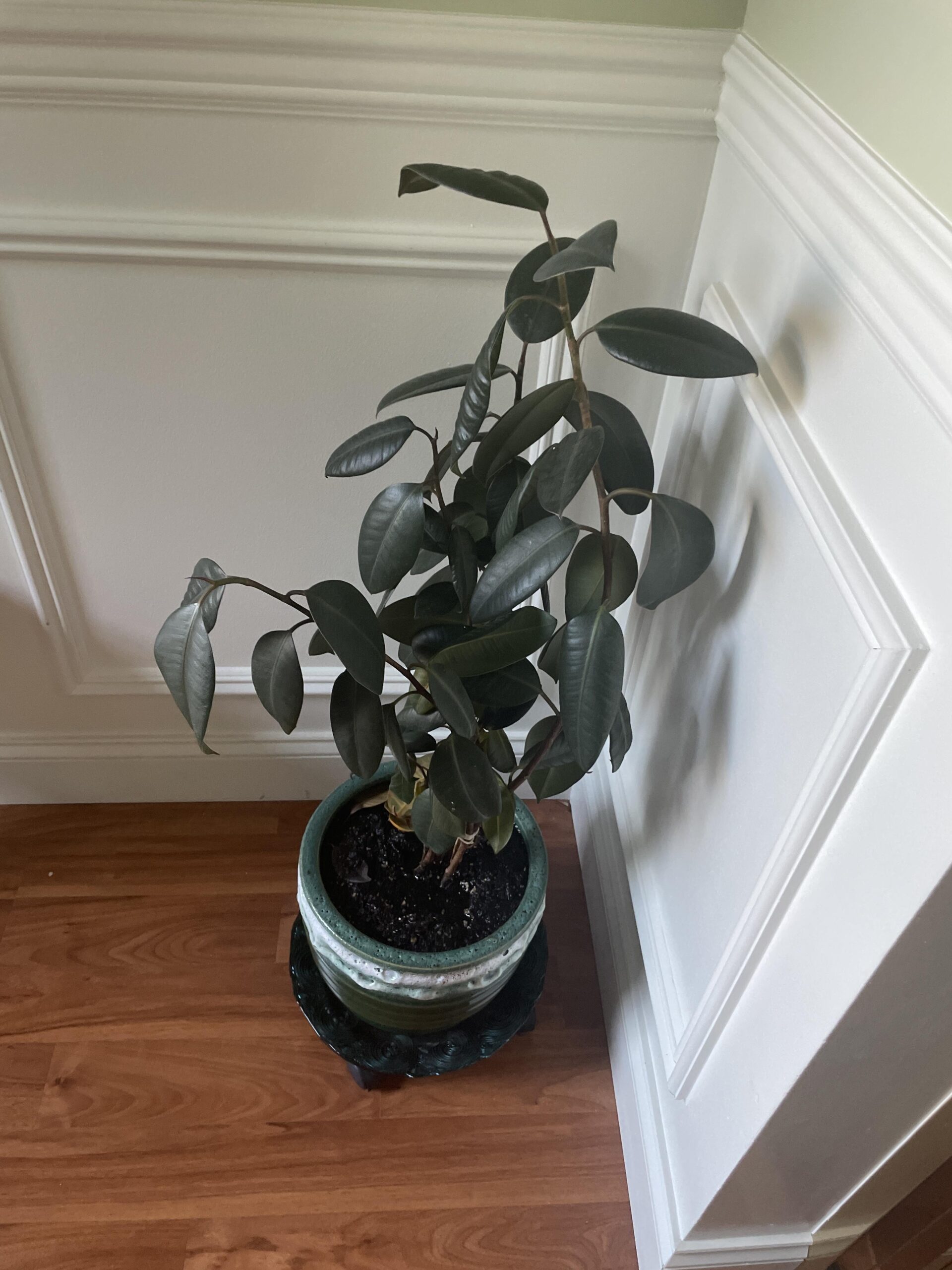 Rubber Plant Too Tall? How to Manage Its Height