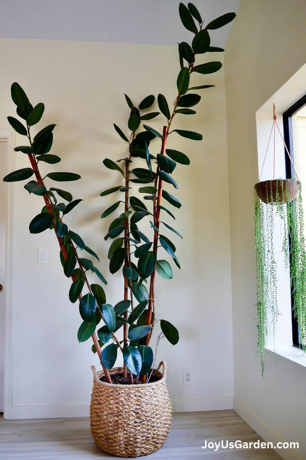 Rubber Plant Watering Guide: How Often & How Much