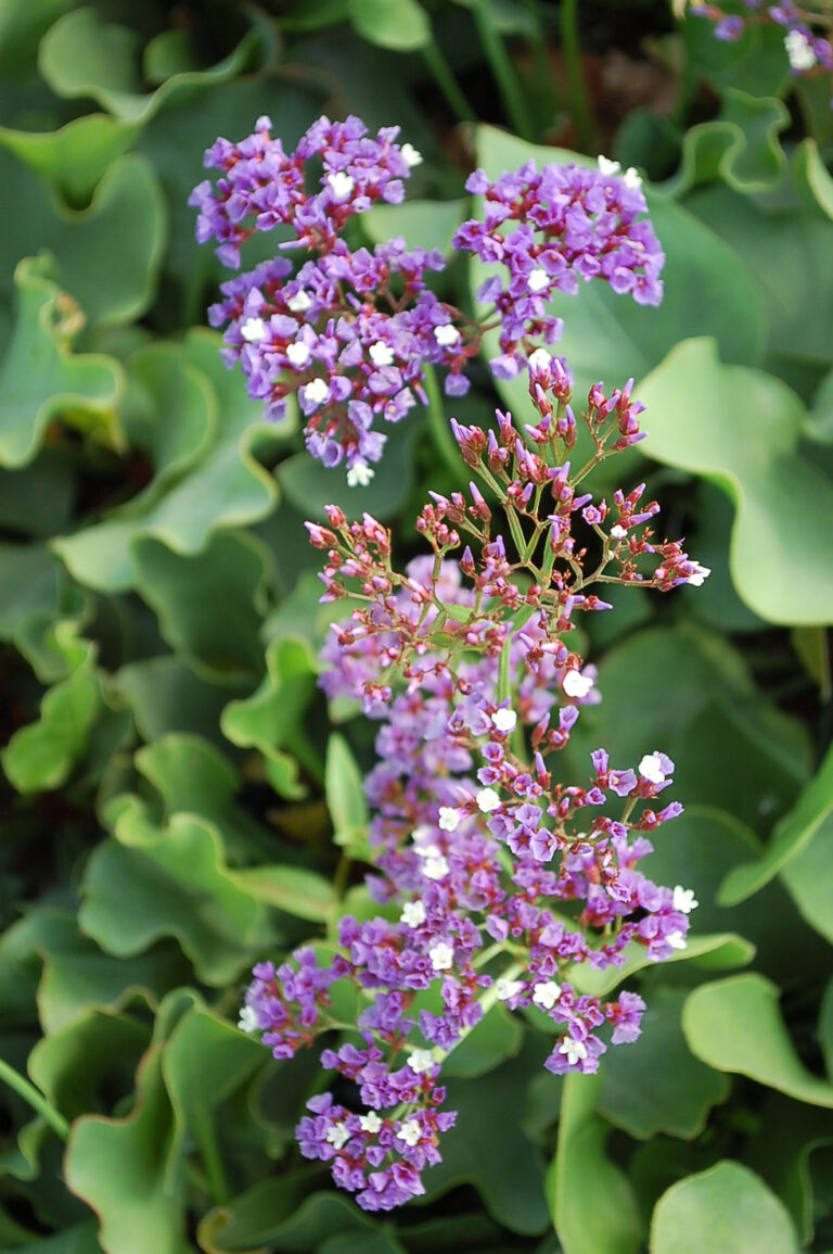 Sea Lavender Plant: Care Guide for Limonium