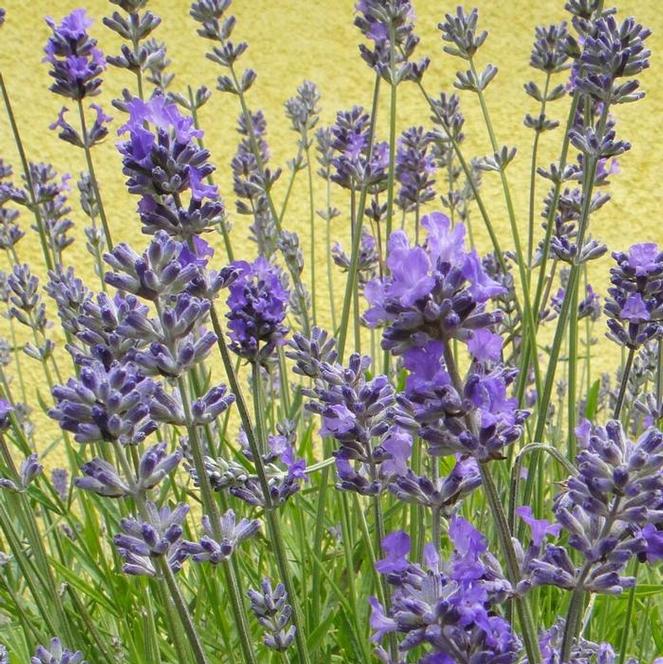 Seasonal Characteristics of Lavender Plants Through the Year