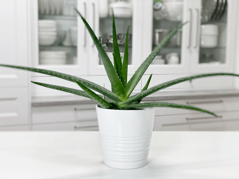 Signs and Solutions for Overwatered Aloe Vera