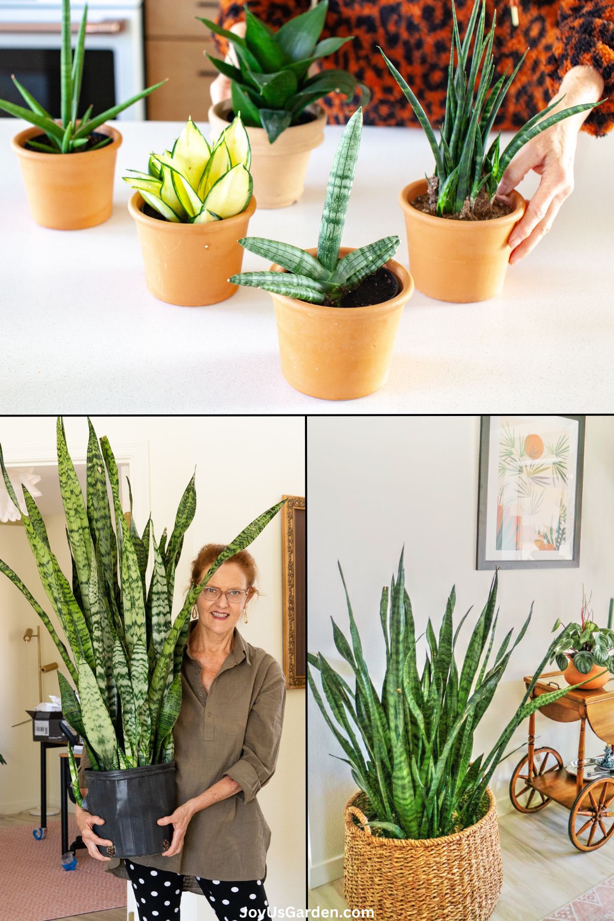 Signs of Overwatering in Snake Plants