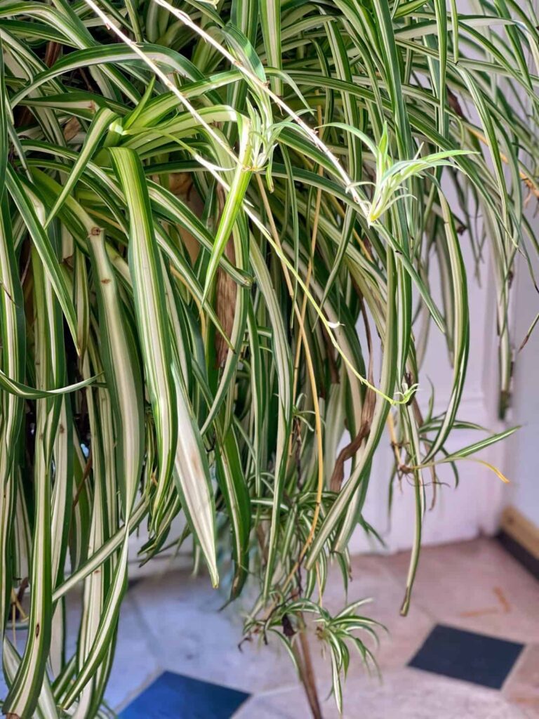 Signs Your Spider Plant Is Mature and Thriving