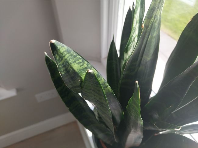 Snake Plant Brown Tips: Causes and Solutions