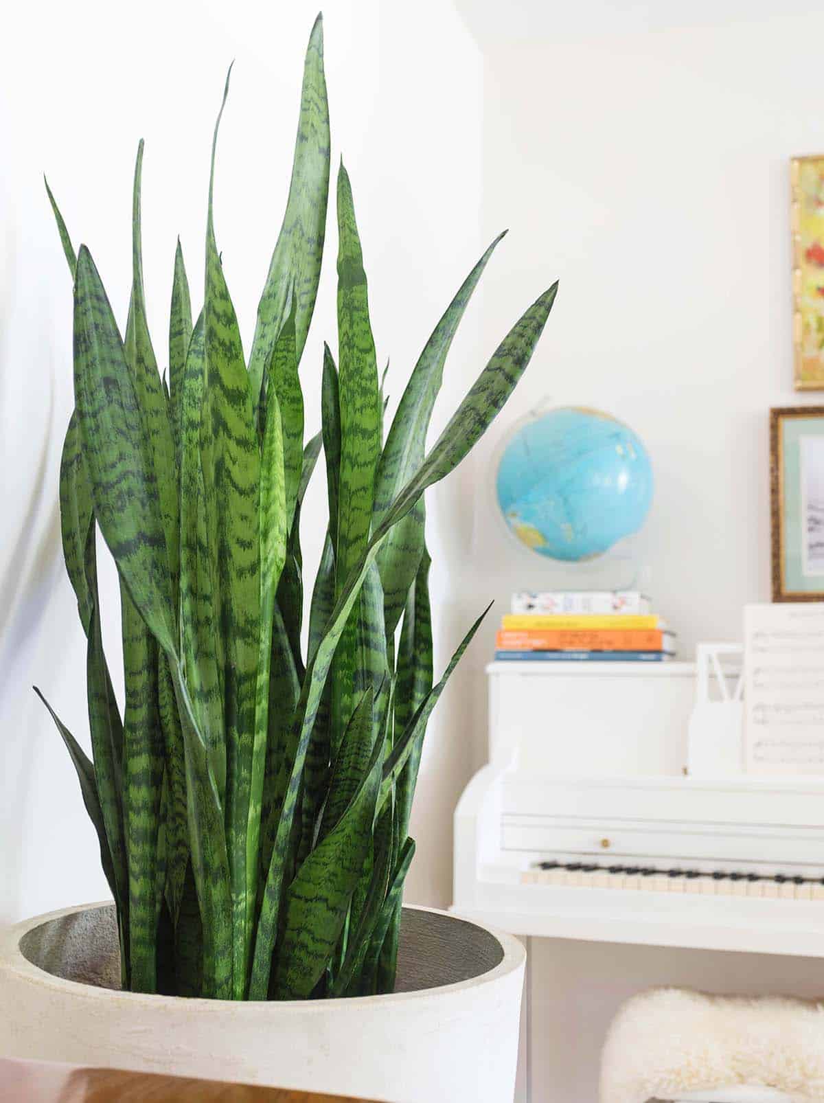 Snake Plant Care: Essential Tips for Beginners