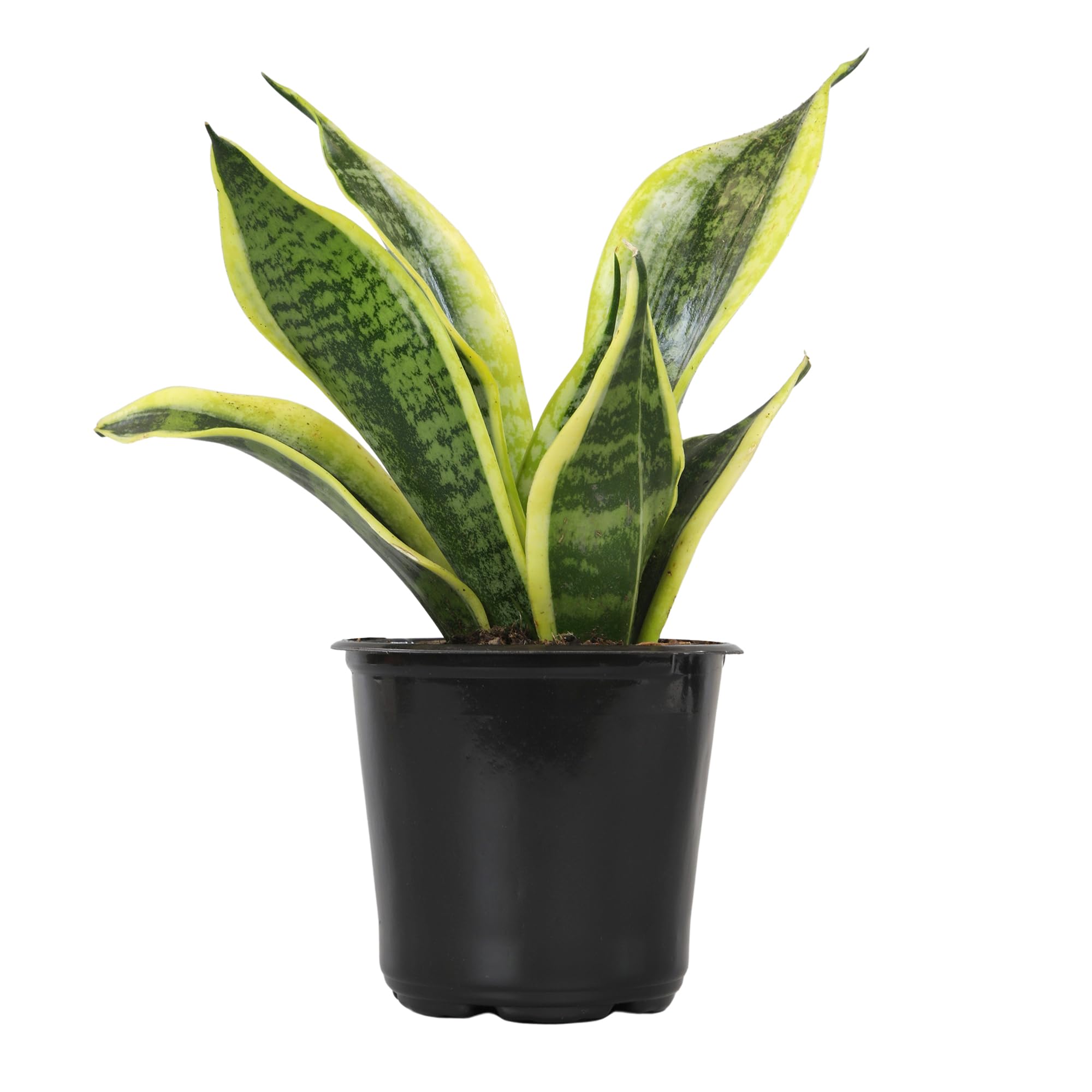 Snake Plant Cold Tolerance: What to Know