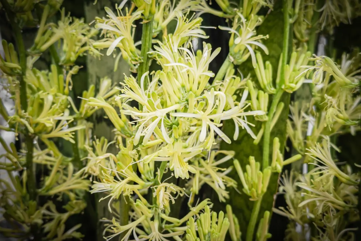 Snake Plant Flower Stalks: Rare Blooms Explained