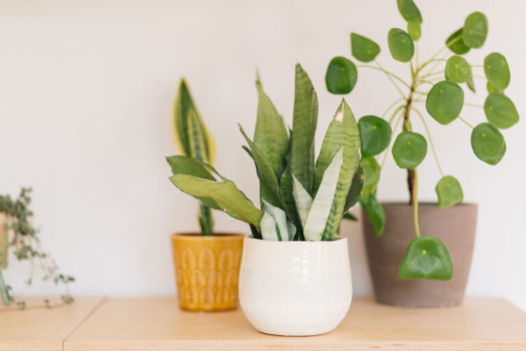 Snake Plant Hardiness Zones and Care Tips