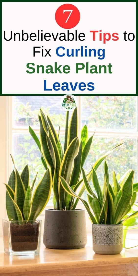 Snake Plant Leaves Curling: Causes & Fixes