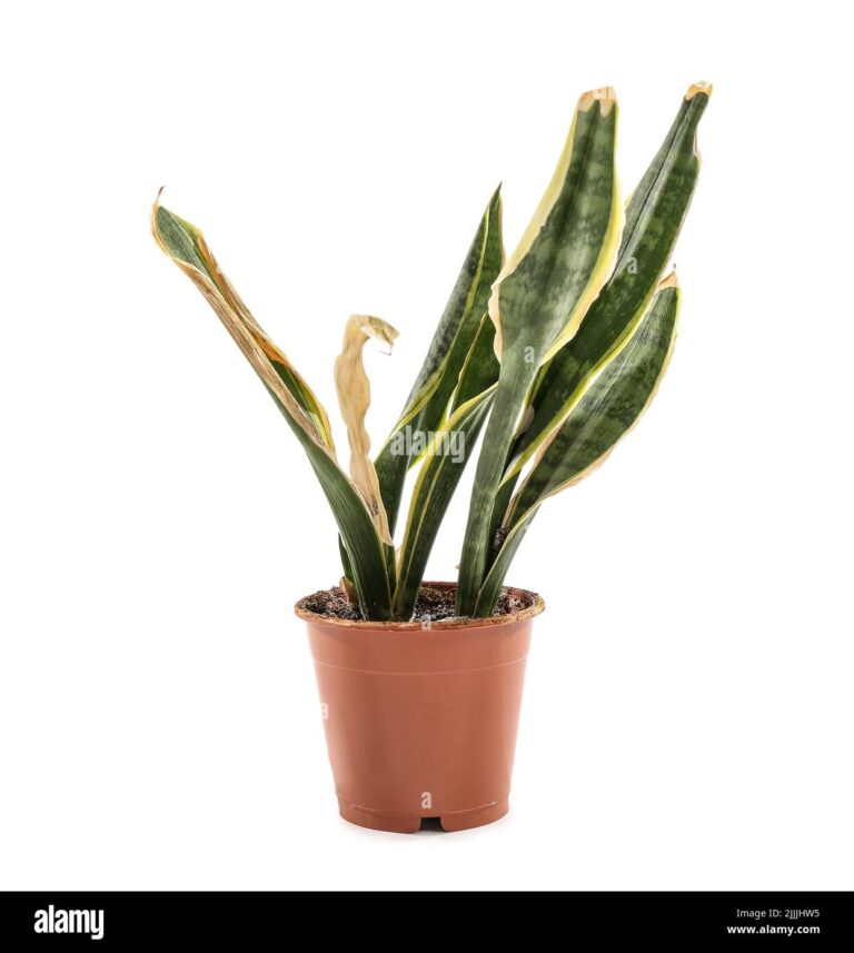 Snake Plant Leaves Drooping: Causes & Remedies