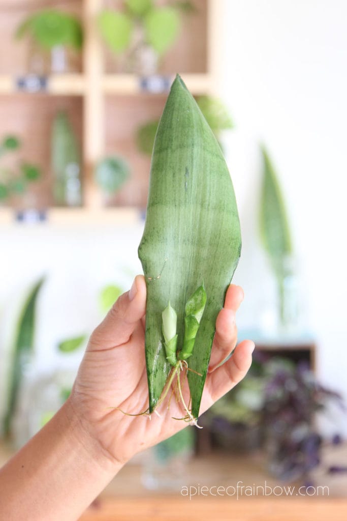 Snake Plant Propagation: Easy Methods Explained