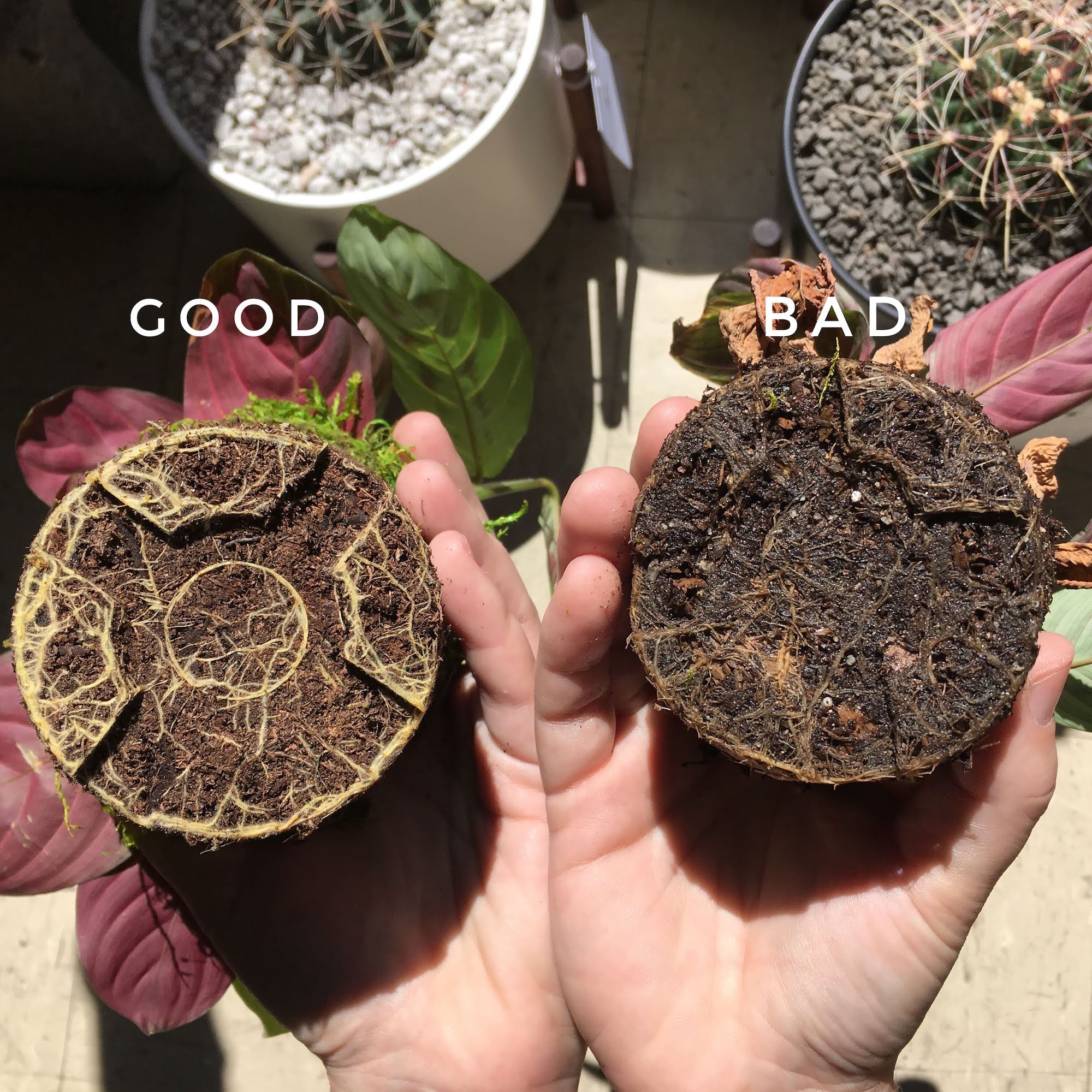 Snake Plant Root Rot: Identification & Treatment