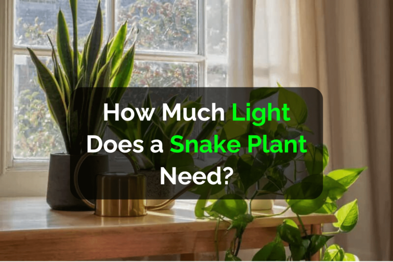 Snake Plant Sunlight Requirements Explained