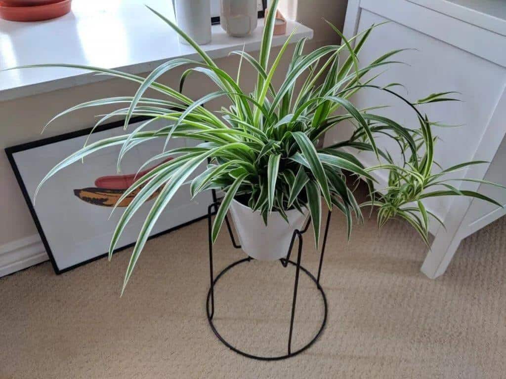 Spider Plant Black Tips: Causes and Remedies