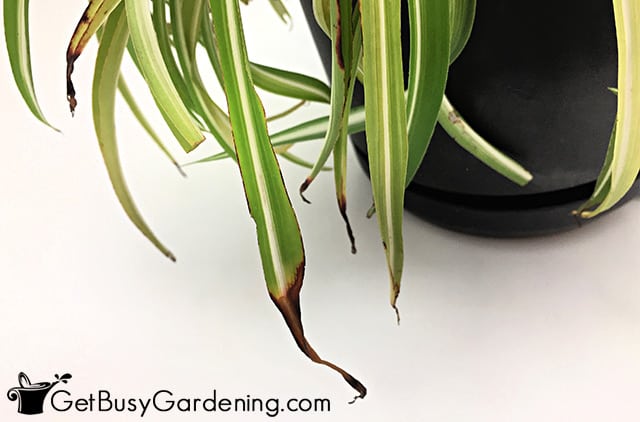 Spider Plant Brown Tips: Causes and Solutions