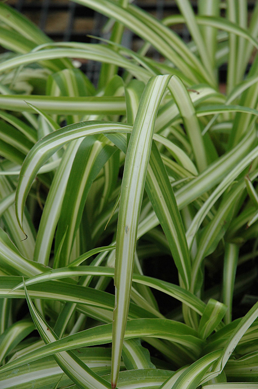 Spider Plant Hardiness Zones: Where They Thrive