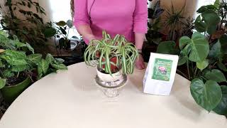 Spider Plant Leaves Bending: What It Means