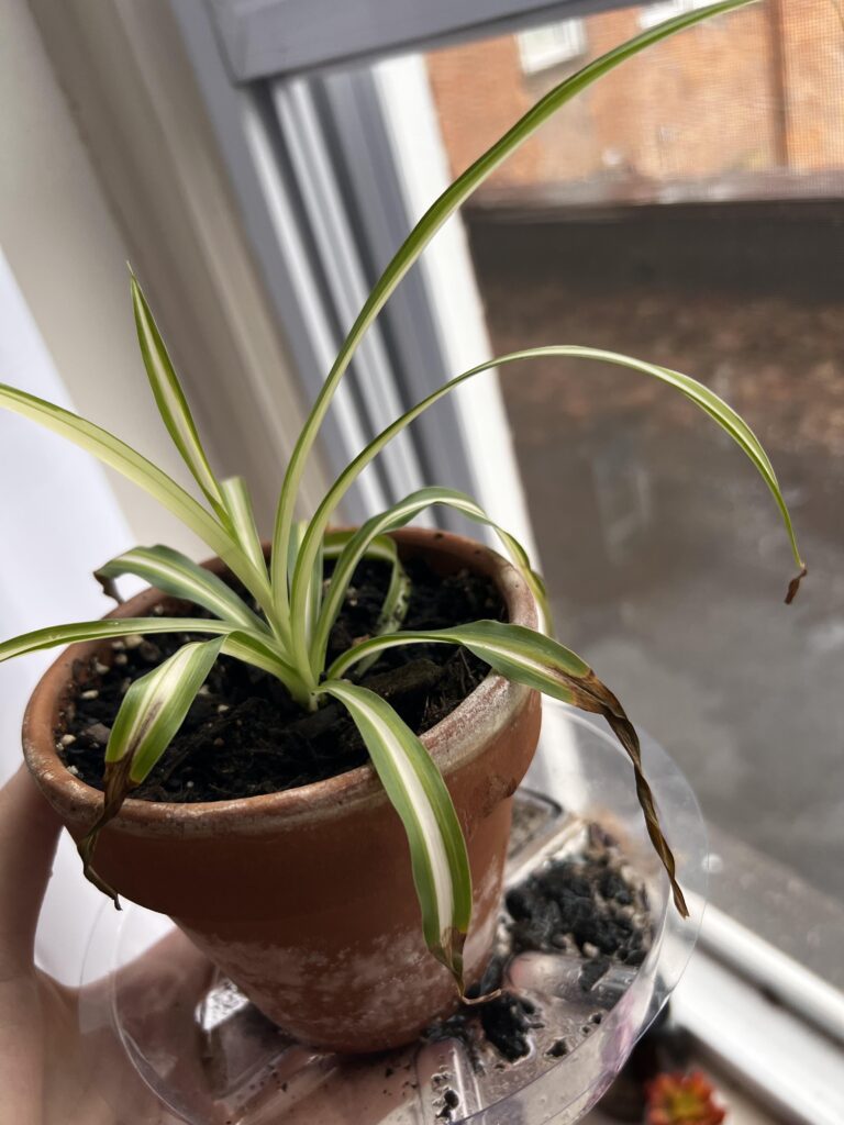 Spider Plant Pale Leaves: Causes and Solutions