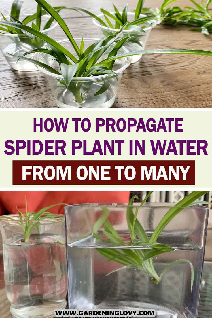 Spider Plant Propagation: Easy Step-by-Step Guide