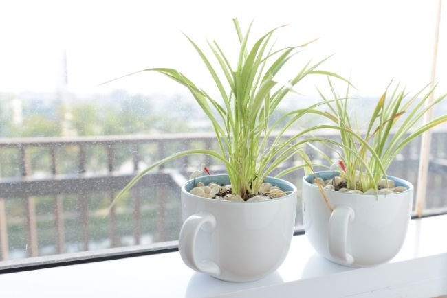 Spider Plant Yellow Leaves: Diagnosis and Care