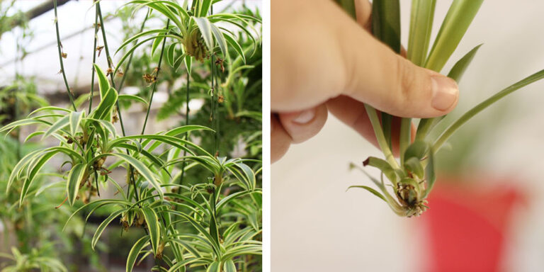 Temperature Tolerance of Spider Plants Explained