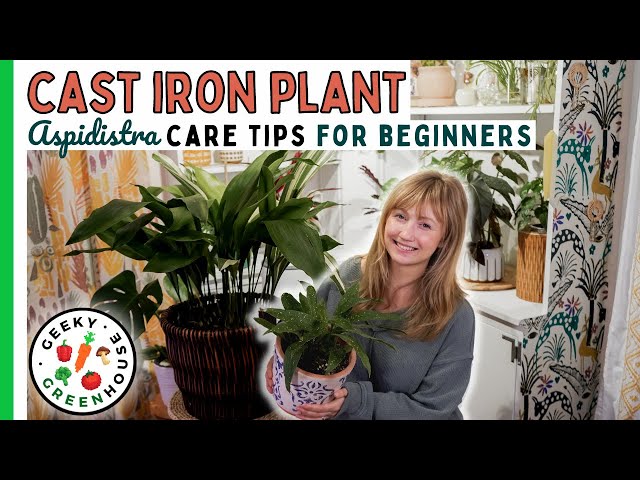 Tips for Growing Tall Cast Iron Plants