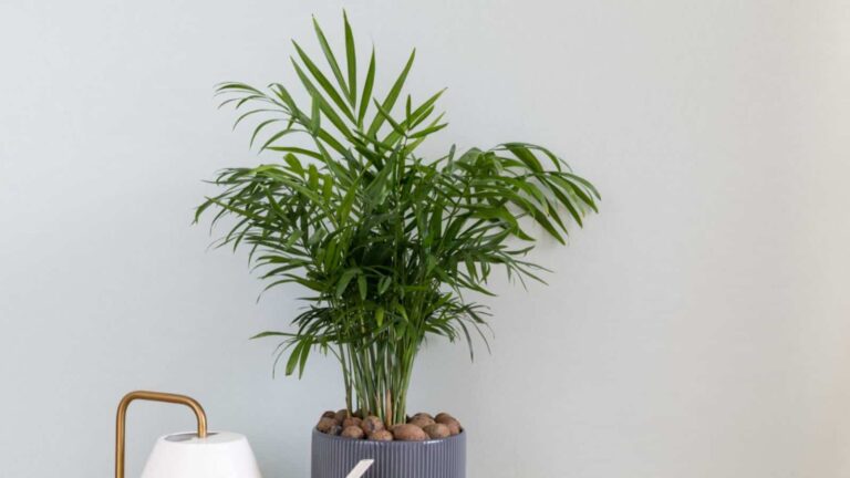 Top Tips for Thriving Parlor Palm Care at Home