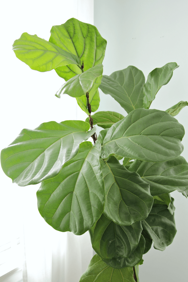 Trimming Fiddle Leaf Fig Trees: Best Practices