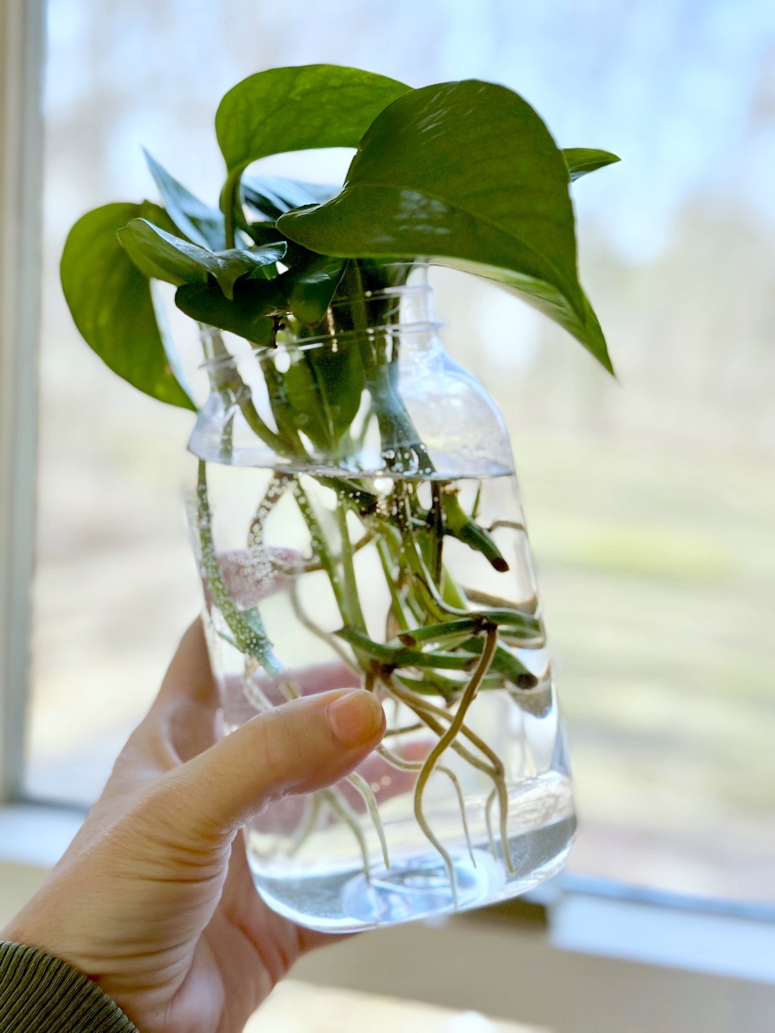 Trimming Pothos Vines for Healthier Growth