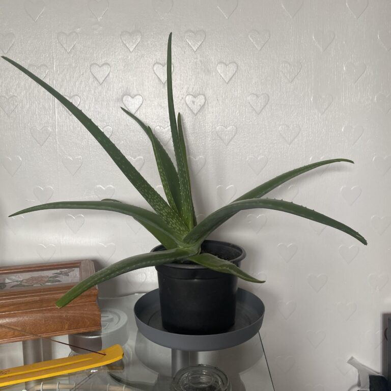 Troubleshooting a Stagnant Aloe Vera Plant