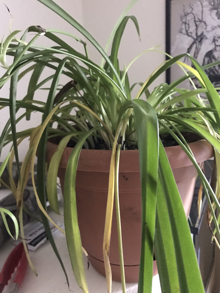 Troubleshooting a Stagnant Spider Plant Growth