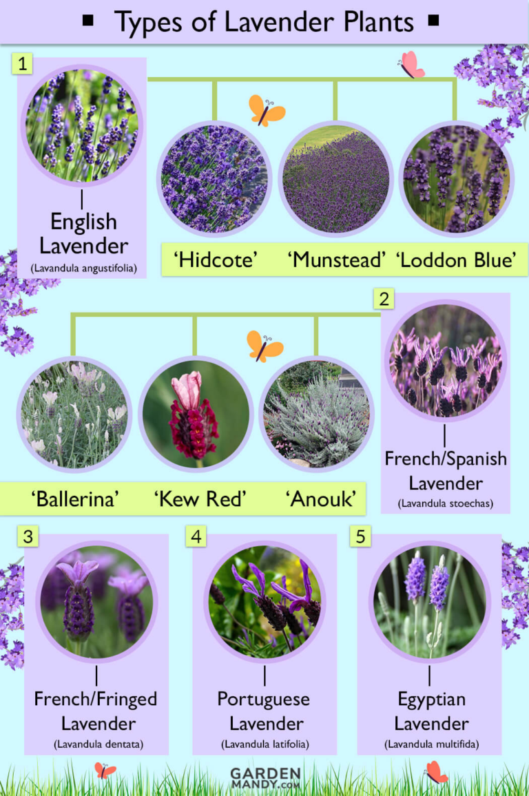 Types of Lavender Plants: Complete Growing Guide