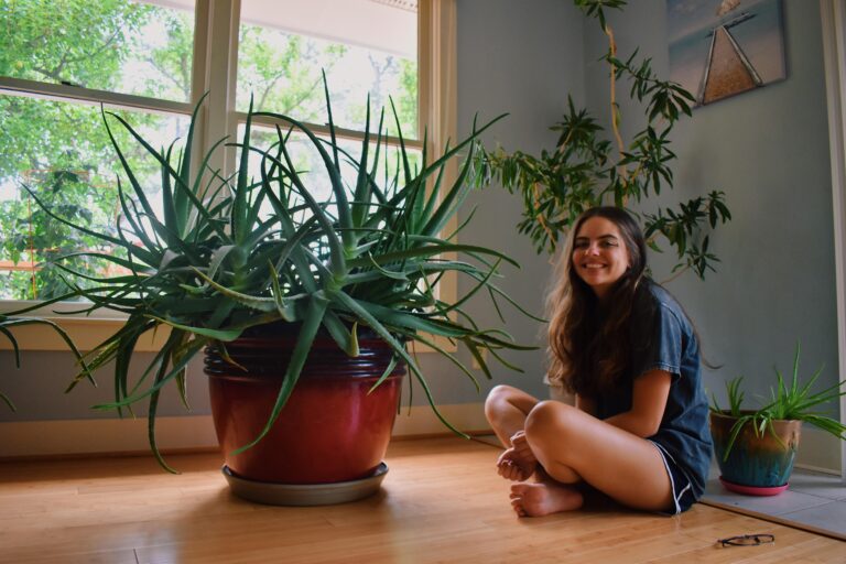 Typical Sizes of Aloe Vera Plants