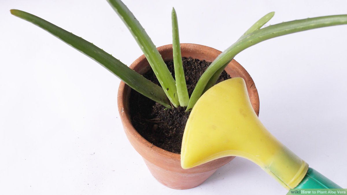 Understanding Aloe Vera Plant Hardiness Zones