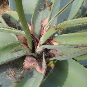 Understanding Dark Spots on Aloe Vera Leaves