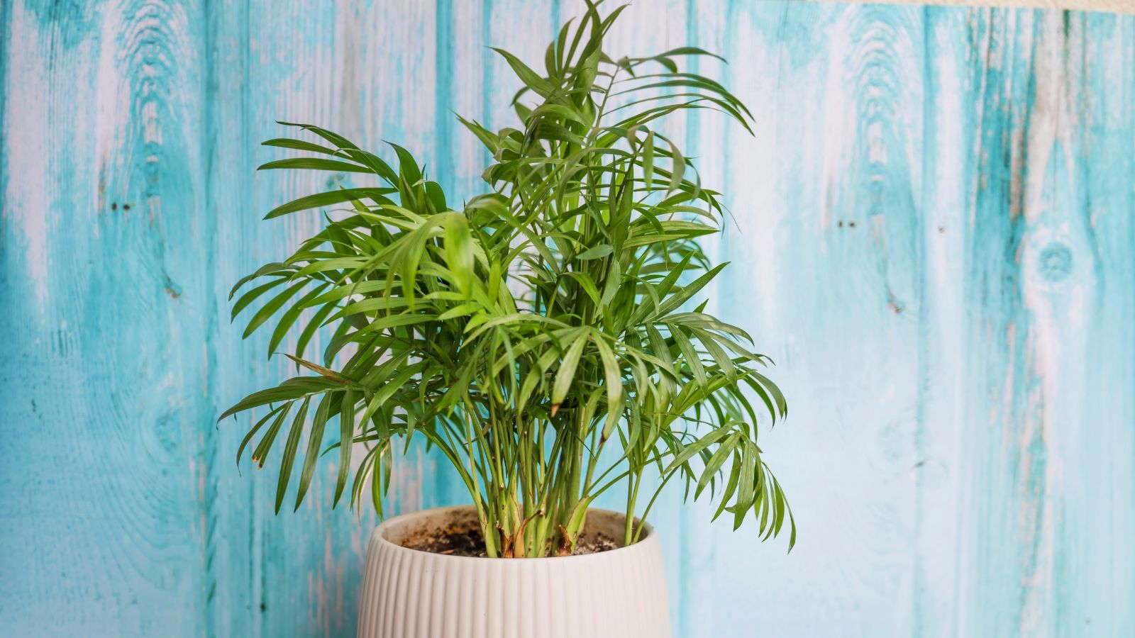 Understanding Parlor Palm Growth: Tips for Care