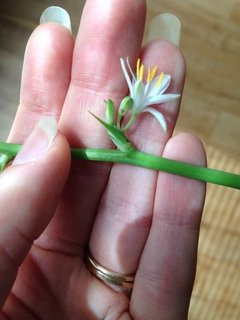 Understanding Spider Plant Flowers and Blooms