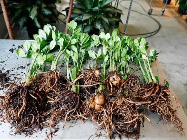 Understanding the ZZ Plant Bulb: Care Tips