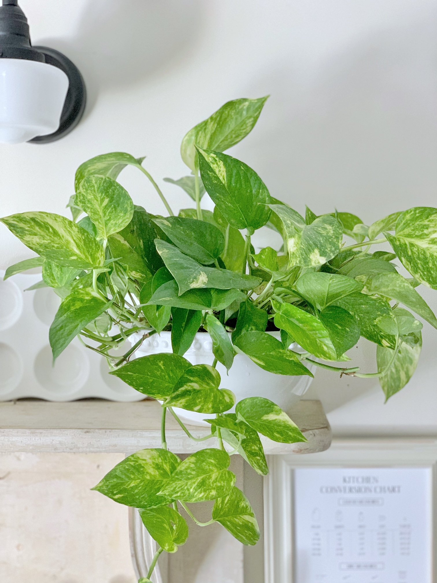 Underwatered Pothos: Signs and Recovery