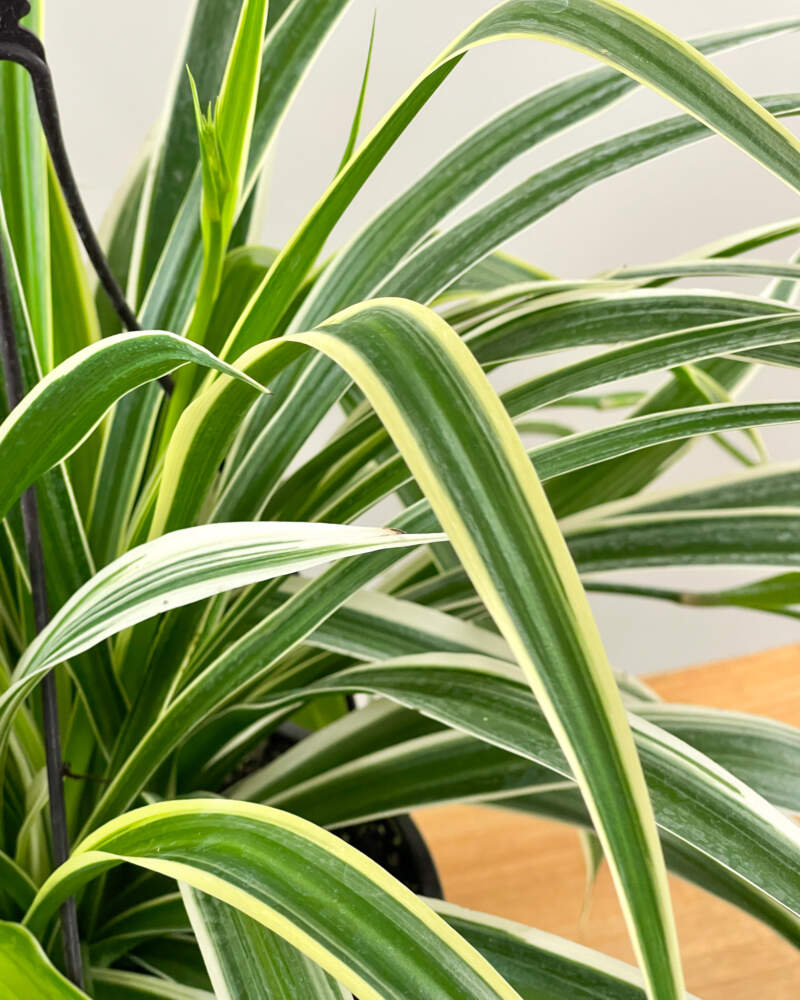 Variegated Spider Plants: Varieties and Care Tips