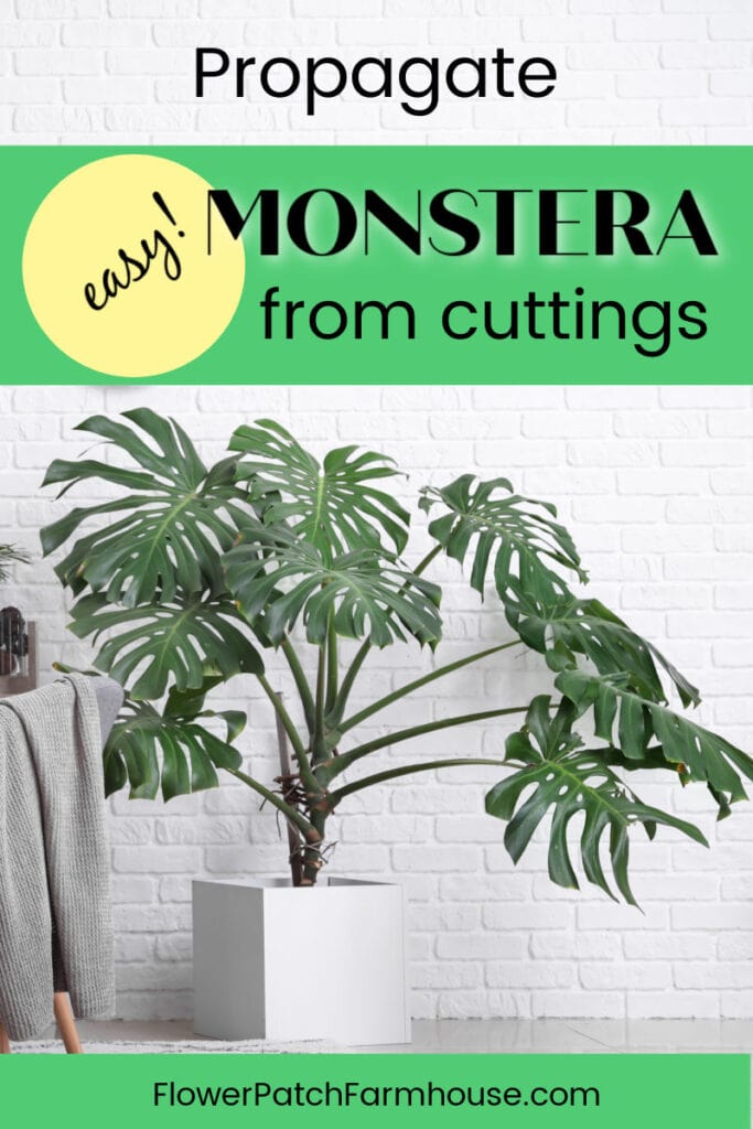 Watering Monstera Plants: Best Practices