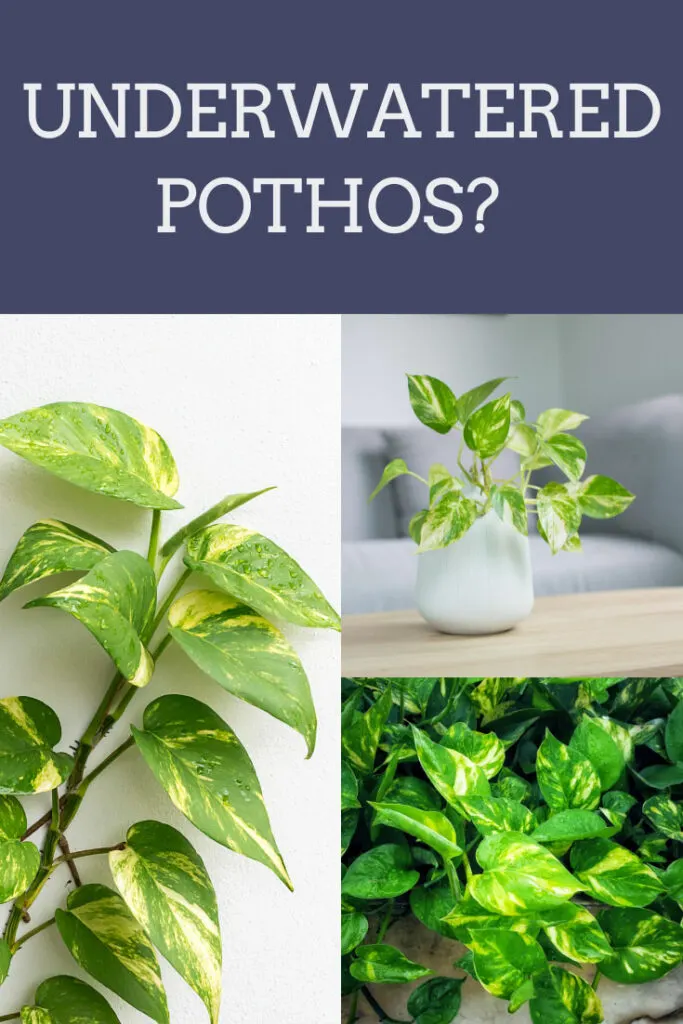 Watering Pothos: How Often and How Much