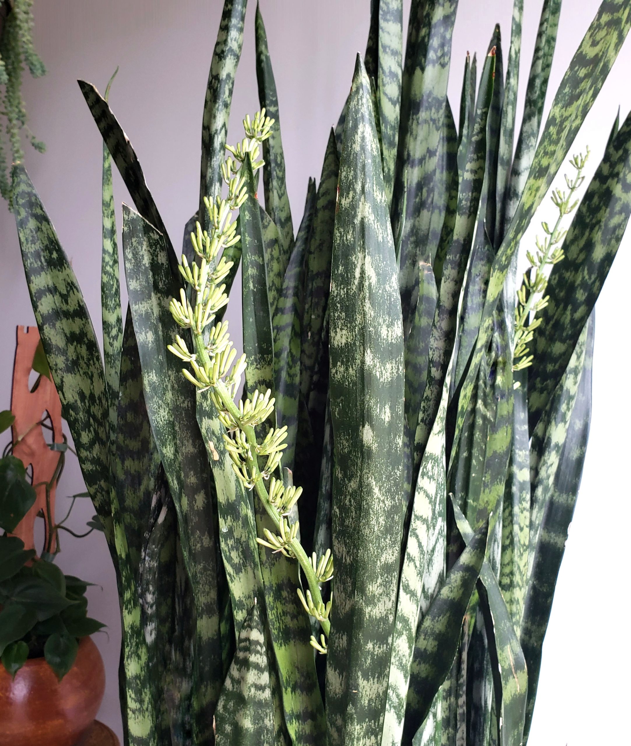 Watering Snake Plants: How Often and How Much