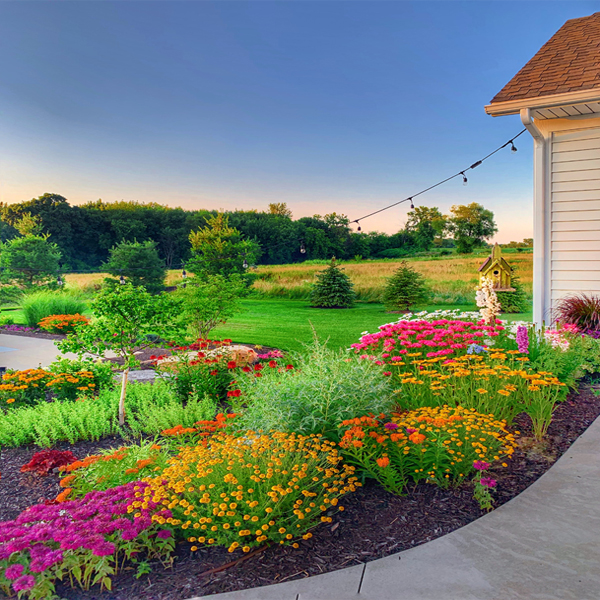 What is the Focal Point of a Lavender Plant? Design Tips