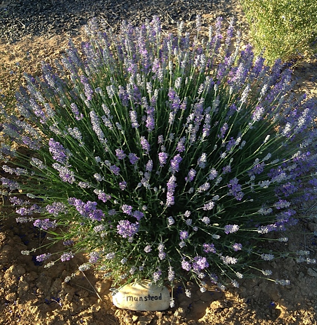 What is the Soil Type of a Lavender Plant: Best Options