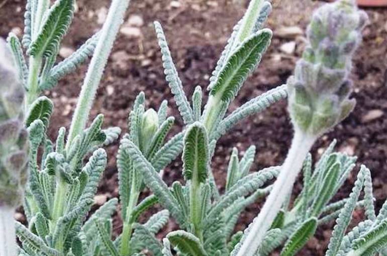 What the Water Requirements of a Lavender Plant Are