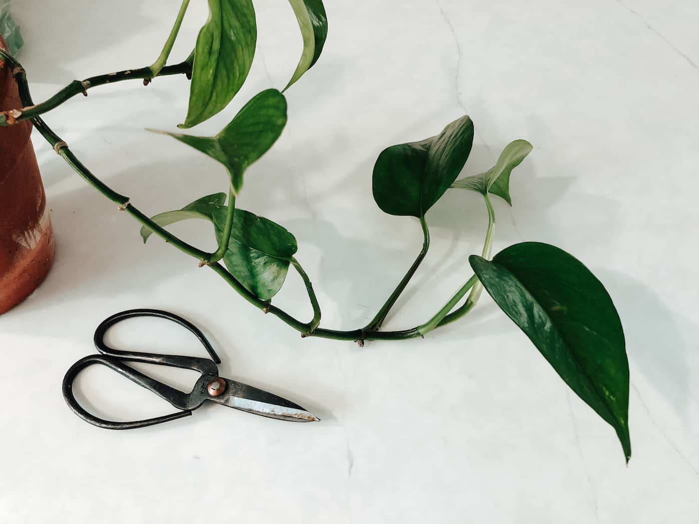 When and How to Repot Your Pothos Plant