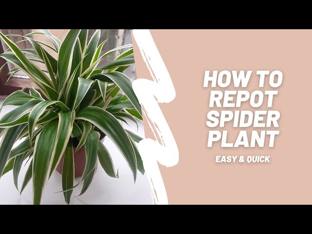 When and How to Repot Your Spider Plant